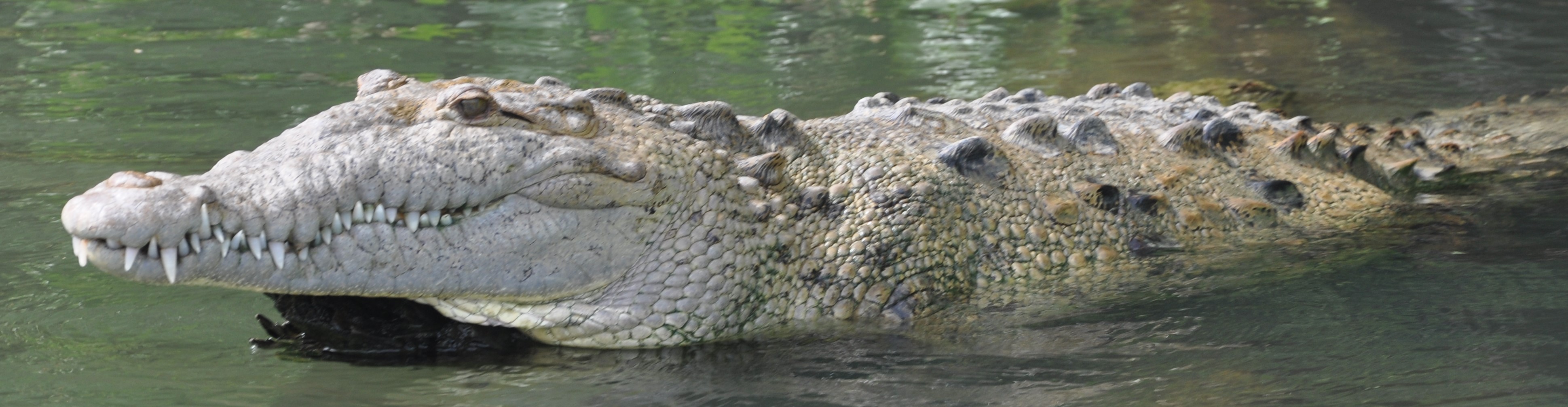 white crocodile